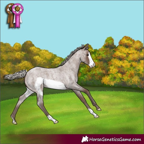 Horse Color:Silver Blue Roan Frame 