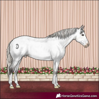 Horse Color:Silver Smoky Blue Roan Frame Near Leopard 