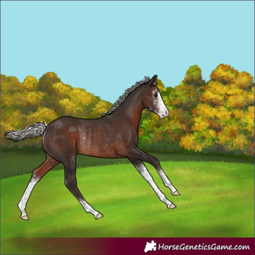 Horse Color:Silver Brown Sabino Rabicano 