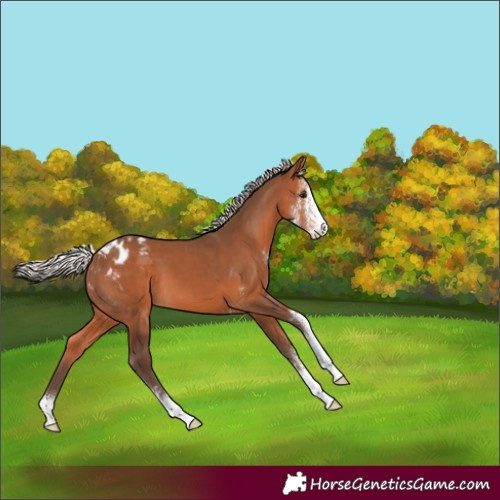 Horse Color:Silver Brown Sabino Appaloosa 