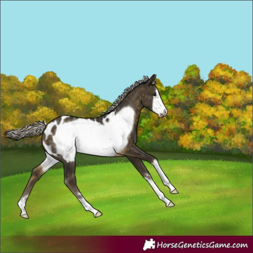 Horse Color:Silver Buckskin Frame Appaloosa 