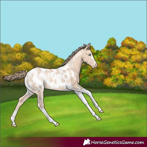 Horse Color:Perlino Tobiano Blanket Rabicano 