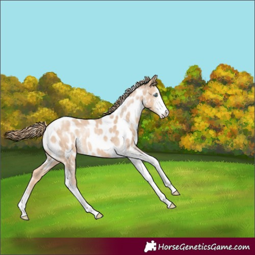Horse Color:Perlino Sabino Tobiano Appaloosa Rabicano 