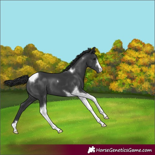 Horse Color:Black Tobiano 