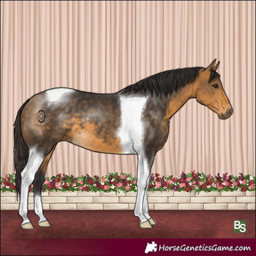 Horse Color:Buckskin Tobiano 