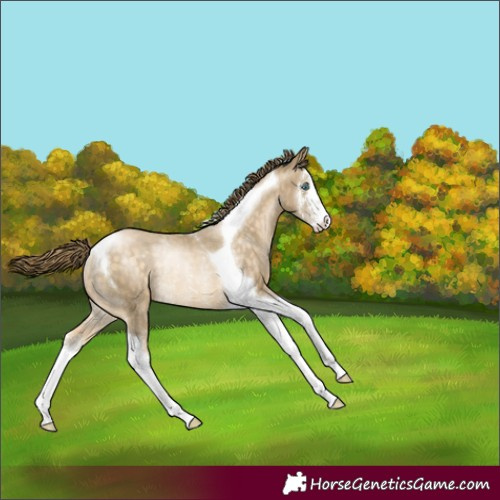 Horse Color:Buckskin Pearl Sabino Tobiano Rabicano