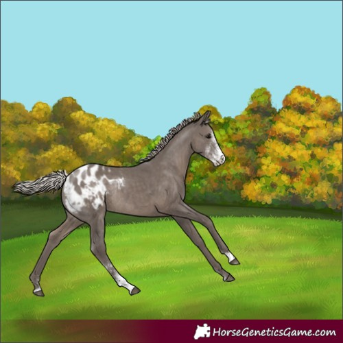 Horse Color:Silver Black Sabino Appaloosa Rabicano 