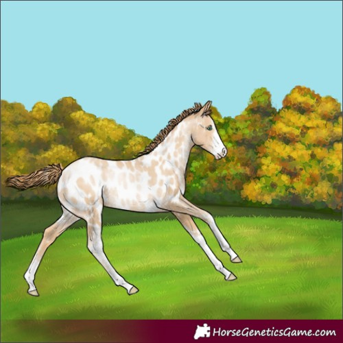 Horse Color:Smoky Black Pearl Sabino Appaloosa Rabicano 