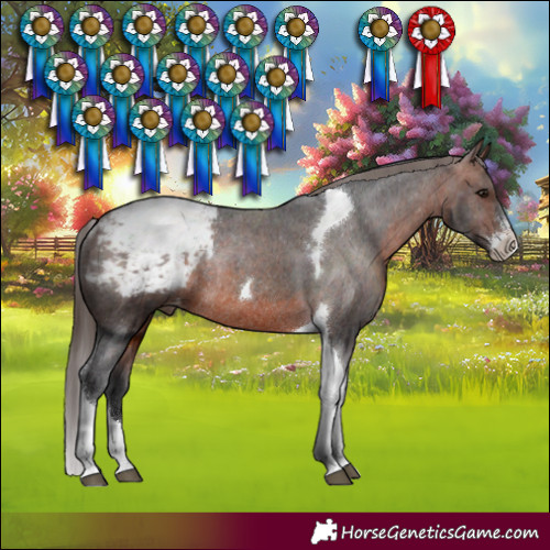 Horse Color:Brown Sabino Tobiano Snowcap Rabicano 