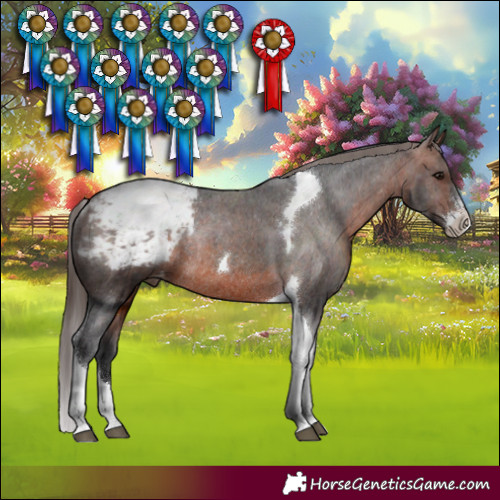 Horse Color:Brown Sabino Tobiano Appaloosa Rabicano 