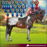 Horse Color:Brown Sabino Tobiano Snowcap Rabicano 