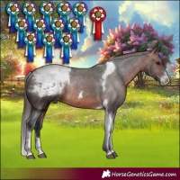 Horse Color:Brown Sabino Tobiano Appaloosa Rabicano
