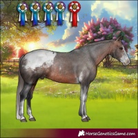 Horse Color:Brown Sabino Tobiano Appaloosa Rabicano 