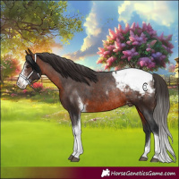 Horse Color:Brown Sabino Tobiano Appaloosa Rabicano 