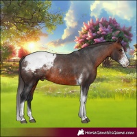 Horse Color:Brown Sabino Tobiano Appaloosa Rabicano 
