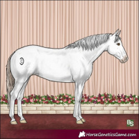Horse Color:Black Pearl Sabino