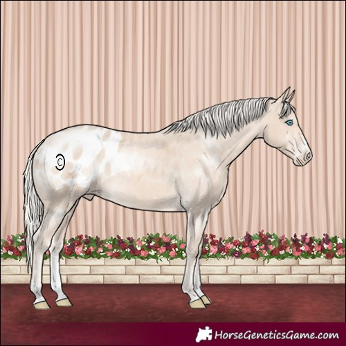 Horse Color:Cremello Sabino Appaloosa Rabicano 