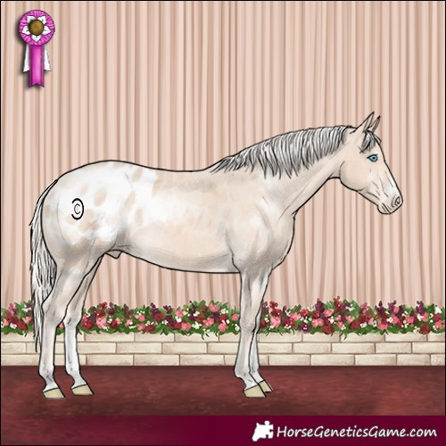 Horse Color:Cremello Sabino Appaloosa Rabicano 