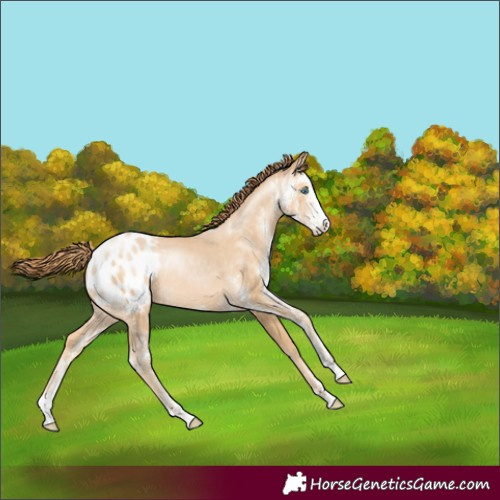 Horse Color:Buckskin Pearl Sabino Varnish Rabicano 