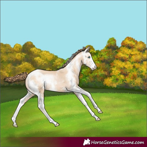 Horse Color:Buckskin Pearl Sabino 