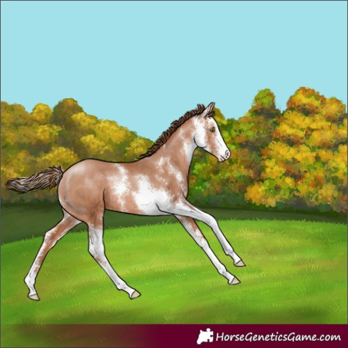 Horse Color:Brown Pearl Sabino Rabicano 