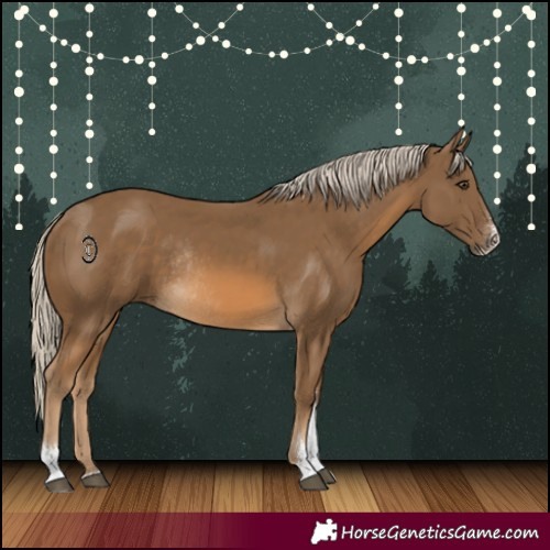 Horse Color:Chocolate Palomino Sabino Rabicano 