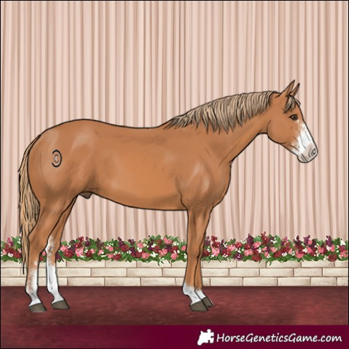 Horse Color:Chestnut Sabino