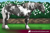 Horse Color:Gray White Spotted Silver Black Rabicano 