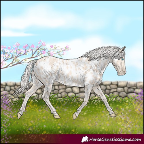 Horse Color:Cremello Appaloosa