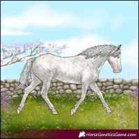 Horse Color:Cremello Appaloosa 