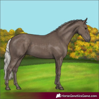 Horse Color:Silver Black