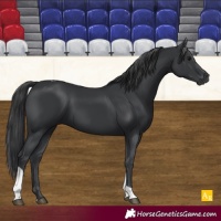 Horse Color:Black Tobiano