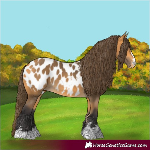 Horse Color:Buckskin Blanket