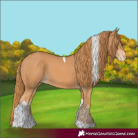Horse Color:Chestnut Tobiano Appaloosa 