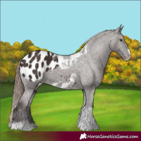 Horse Color:Liver Chestnut Tobiano Frame Appaloosa