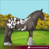 Horse Color:Liver Chestnut Tobiano Frame Blanket