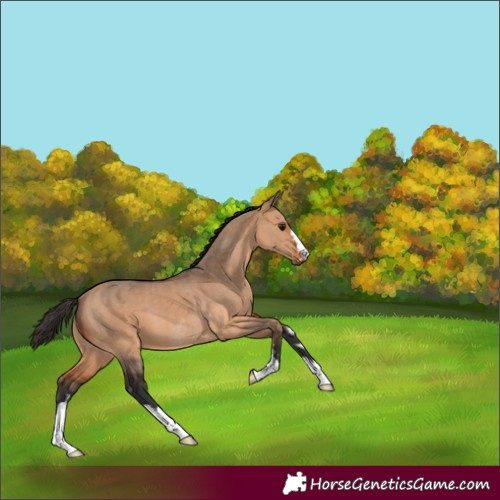 Horse Color:Bay Dun  and Bay Dun Rabicano 