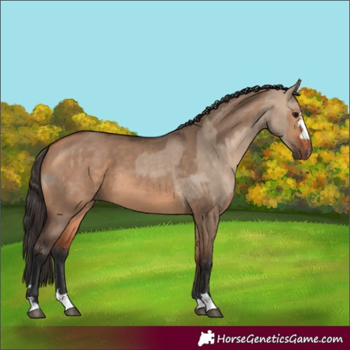Horse Color:Bay Dun  and Bay Dun 