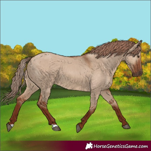 Horse Color:Red Dun 