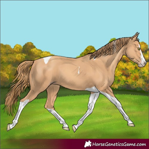 Horse Color:Gold Champagne Splash Tobiano 