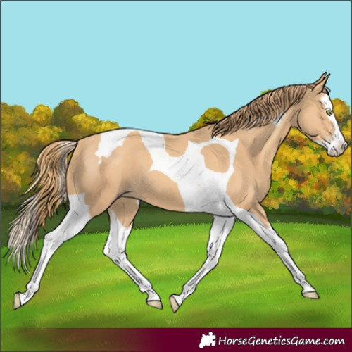 Horse Color:Gold Champagne Splash Tobiano