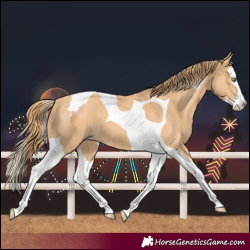 Horse Color:Gold Champagne Splash Tobiano