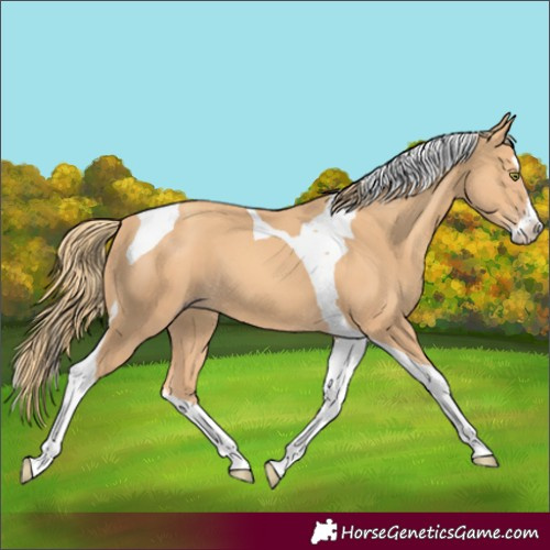 Horse Color:Gold Champagne Splash Tobiano 