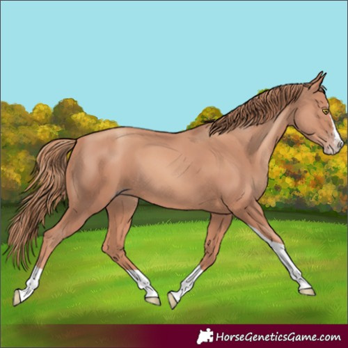 Horse Color:Gold Champagne Splash Tobiano