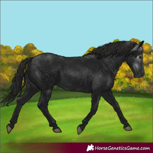 Horse Color:Gray Black 