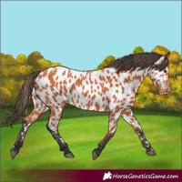 Horse Color:Bay Appaloosa 