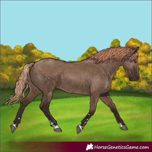 Horse Color:Liver Red Dun