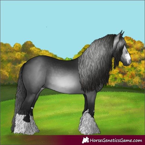 Horse Color:Gray Black