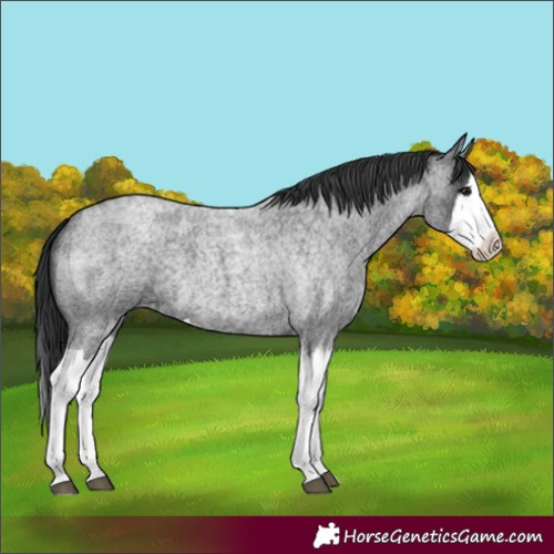 Horse Color:Blue Roan Splash 