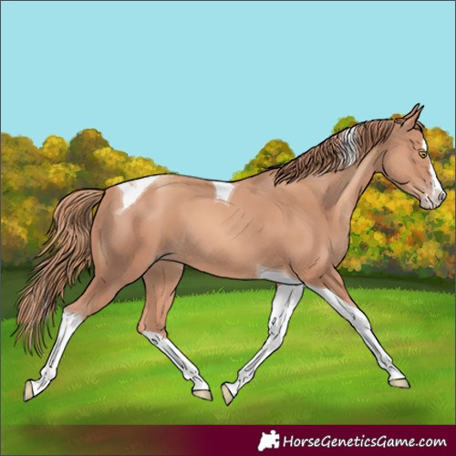 Horse Color:Gold Champagne Splash Tobiano 